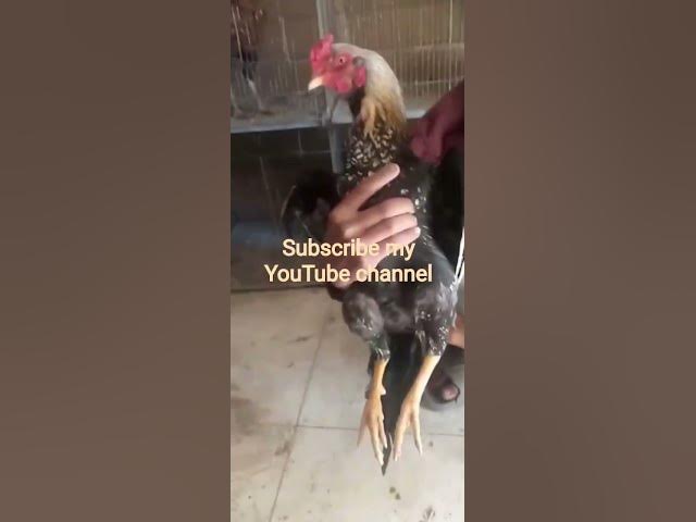 Video thumbnail for 26 January 2026