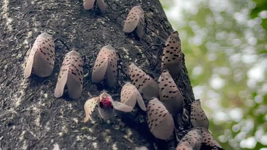 Video thumbnail for Spotted lanternflies swarm parts of NJ as summer infestation returns