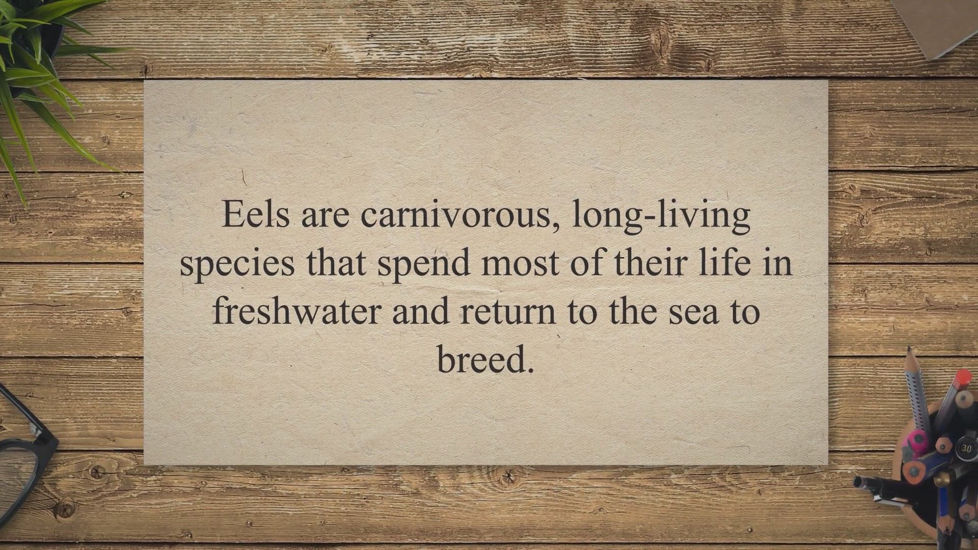Video thumbnail for Eel Fish Farming: An Introduction to Starting Your Own Business