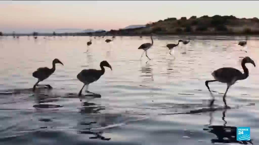 Video thumbnail for Spain's annual flamingo ringing begins