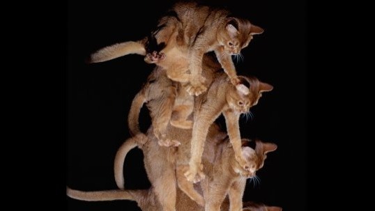Video thumbnail for The Science of Cats Landing on Their Feet