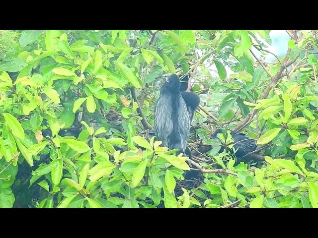 Video thumbnail for Amazing Water Grow baby life