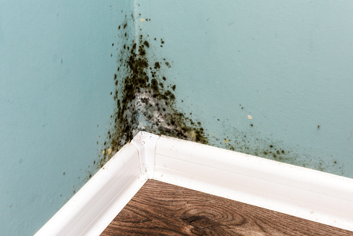 'Video thumbnail for 5 Bizarre Facts About Different Types of Mold'