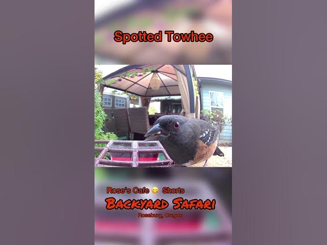 Video thumbnail for Backyard Safari Shorts #birdwatching