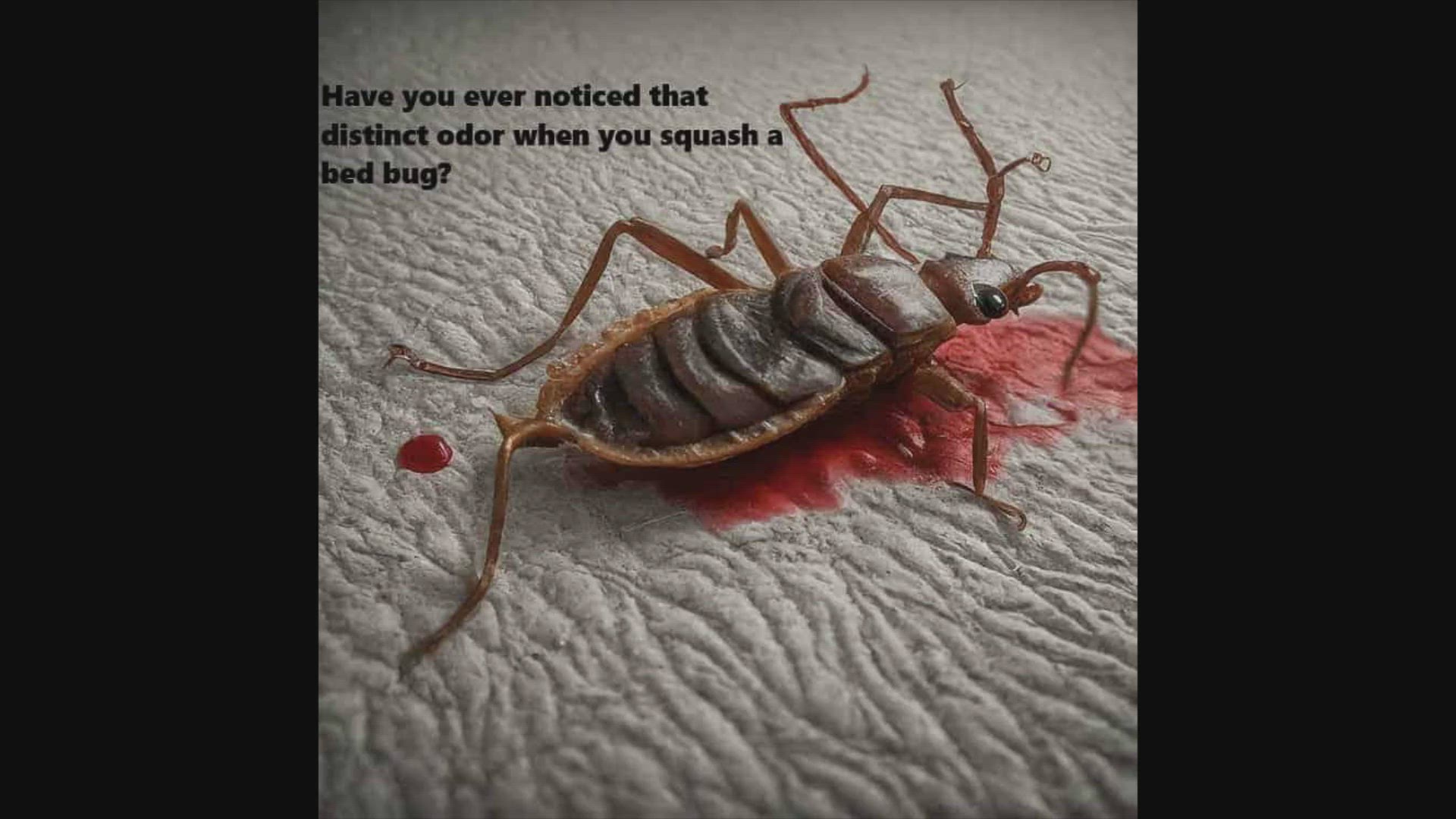 Video thumbnail for Why Do Bed Bugs Smell When You Kill Them?