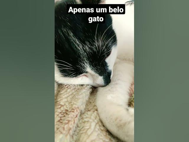 Video thumbnail for Gato Barry e sua beleza exótica bicolor. #shorts #cats #shortsvideo #catlover