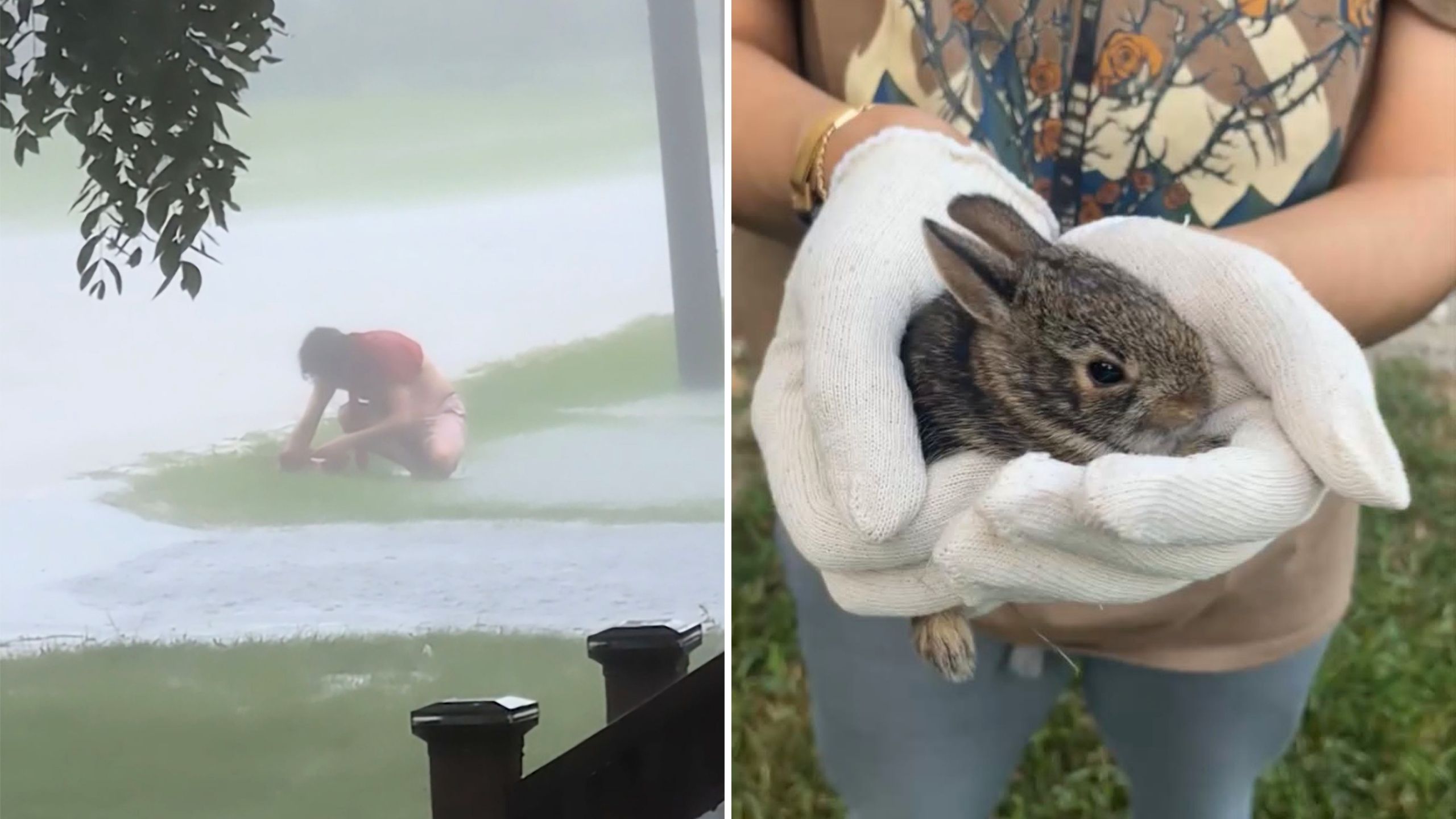 Video thumbnail for Man Rushes Out To Rescue Bunnies From Storm Drain During Downpour