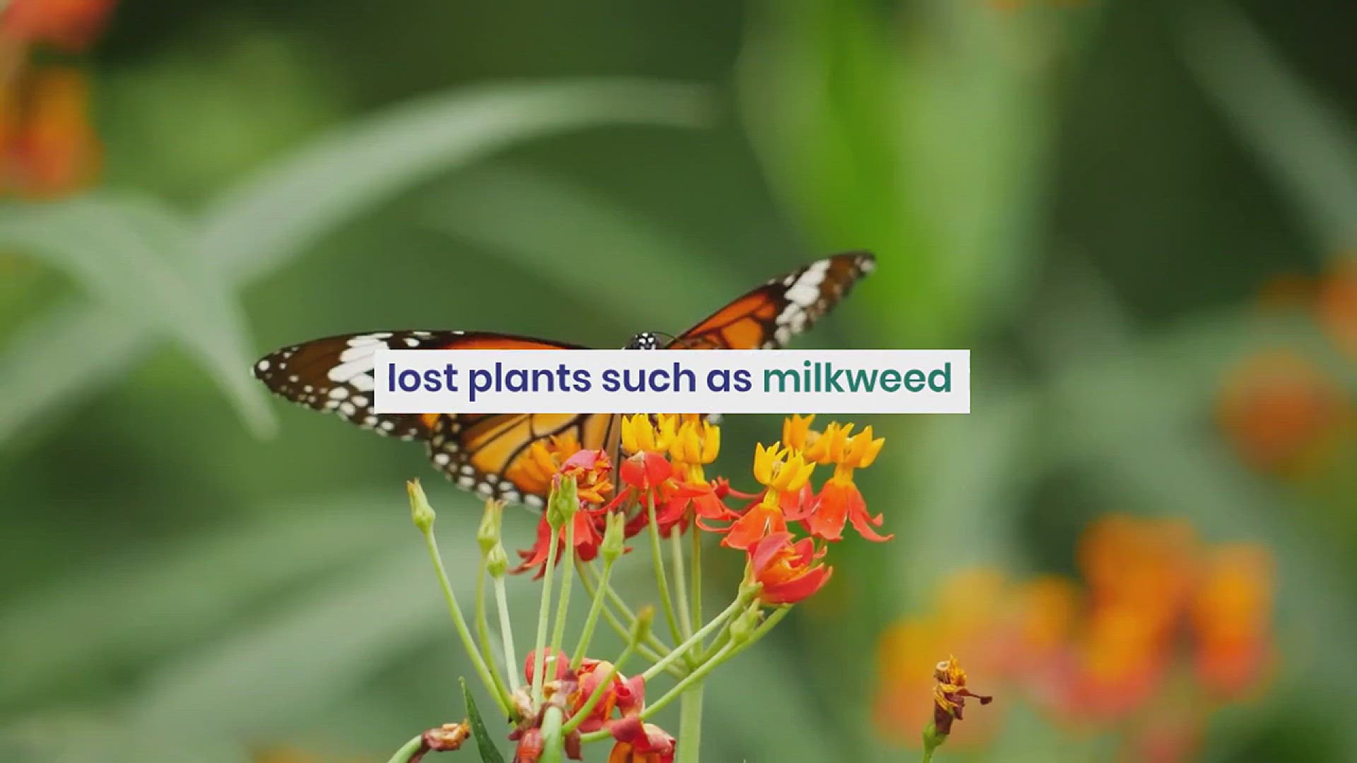 'Video thumbnail for How to Attract Butterflies to Your Yard or Garden'