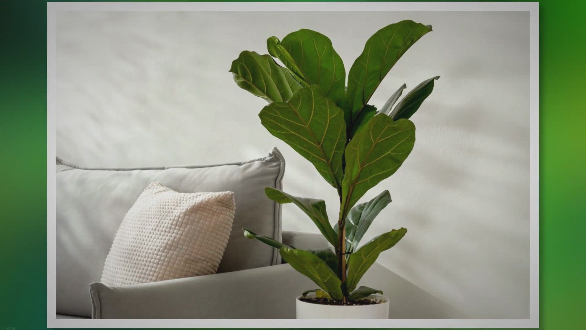 'Video thumbnail for Fiddle Leaf Fig Care: How to Grow a Healthy Plant'