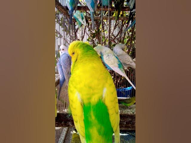 Video thumbnail for Toller Rufton für Wellensittiche, der ihn glücklich macht!!! #Vögel #Liebe #Papagei #lustig #vogel