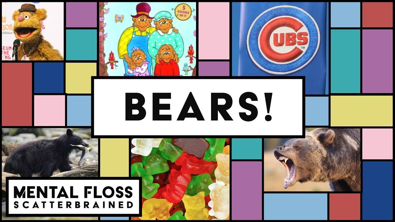 Video thumbnail for Grizzly Bears, Chicago Bears, and Gummi Bears! Oh My! - Mental Floss Scatterbrained | Mental Floss