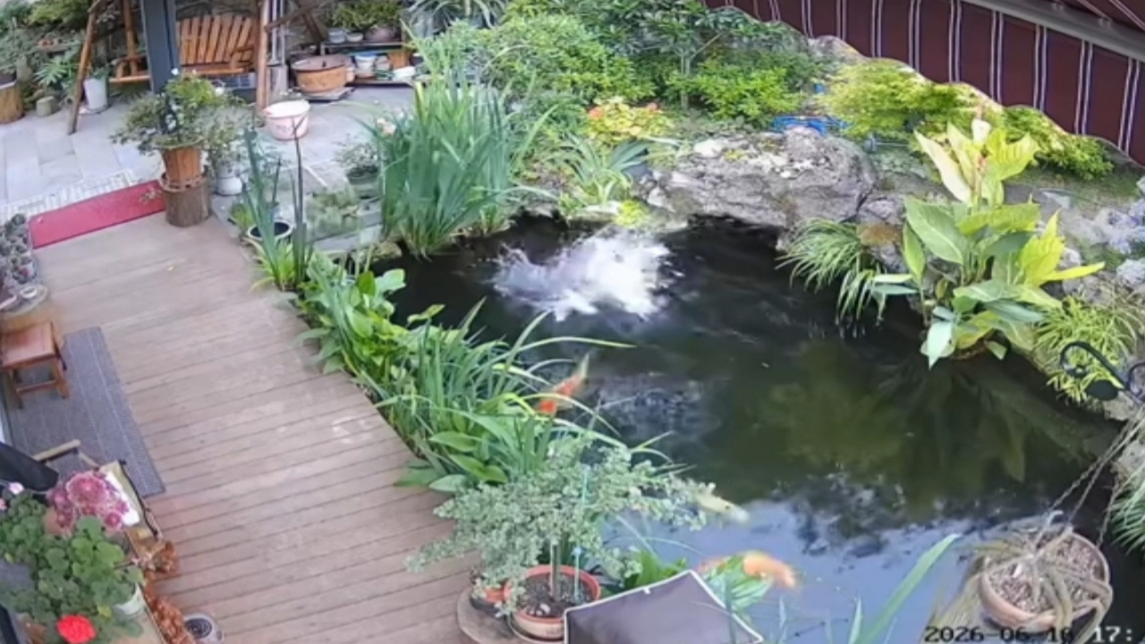Video thumbnail for Cat Takes a Splash Chasing a Bird in China
