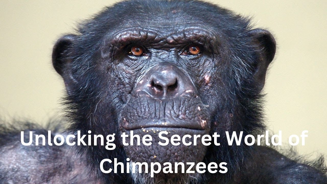 'Video thumbnail for Unlocking the Secret World of Chimpanzees: Their Peculiar Behaviors Revealed!'