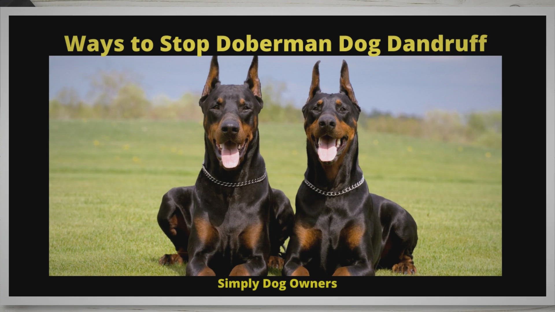 Video thumbnail for 14 Ways to stop Doberman Dandruff