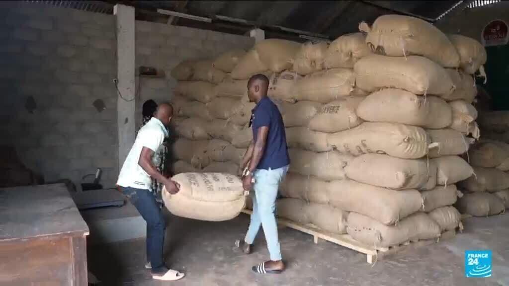 Video thumbnail for Ivory Coast's cocoa growers face crisis amid drop in global prices
