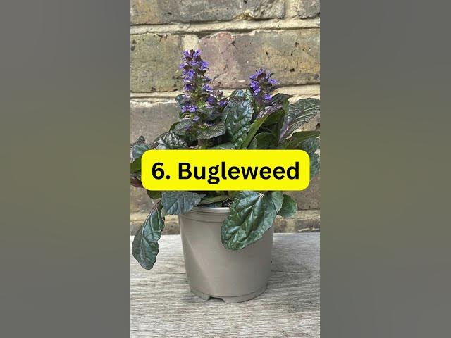 Video thumbnail for 8 Plants That Stop Weeds Forever #plants #houseplants #indoorplants