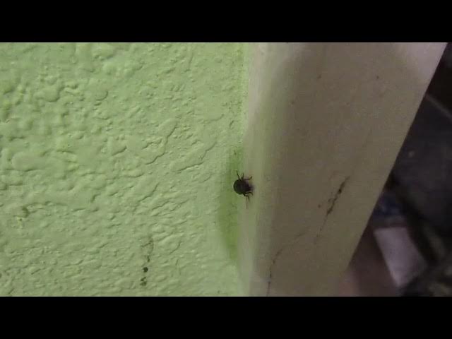 Video thumbnail for Video of a crawling insect
