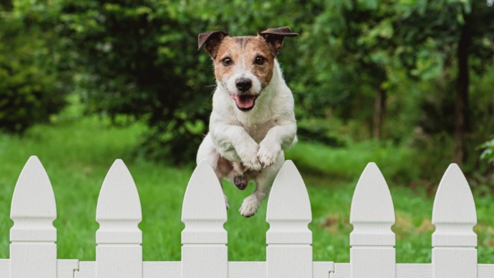 Video thumbnail for Dog Jumping The Fence? Here's How To Fix It