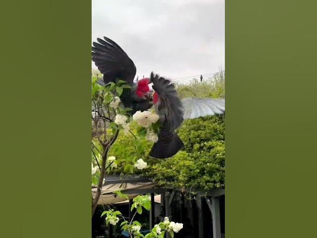 Video thumbnail for satisfying Video #peacock