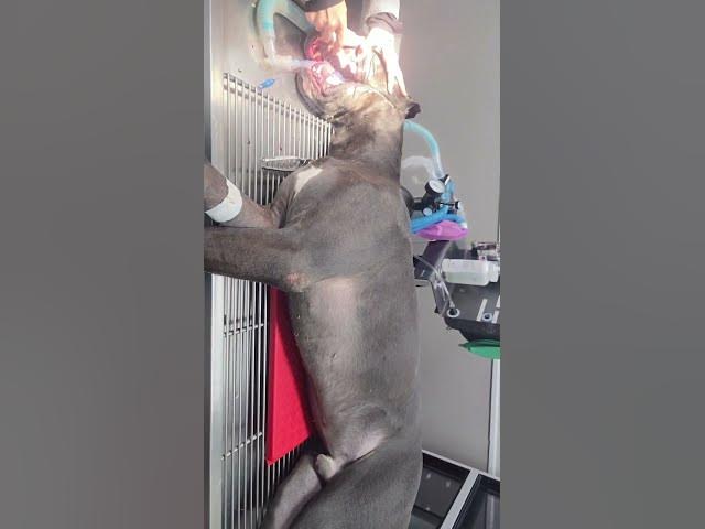 Video thumbnail for 🏥Great Dane Big Blue Becomes a Hero While Getting His Teeth Cleaned!❤️🐾