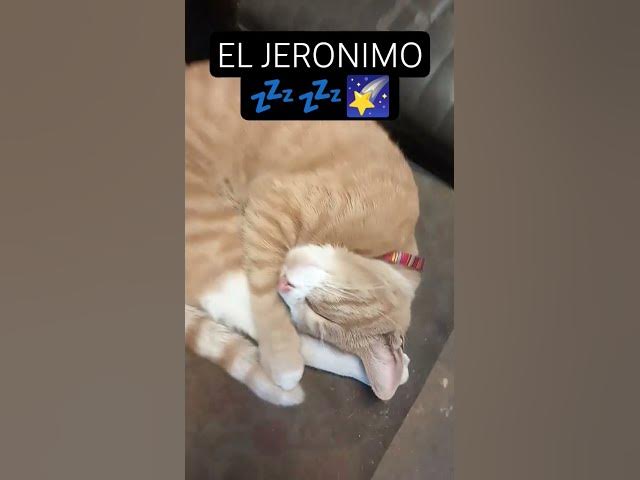 Video thumbnail for no hagan ruido #cat #dormir #JERONIMO