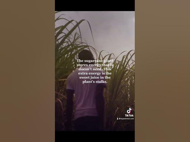 Video thumbnail for Sugarcane in Dominican Republic #sugar #travel #dominican #travel #fyp #learning #documentary #fy