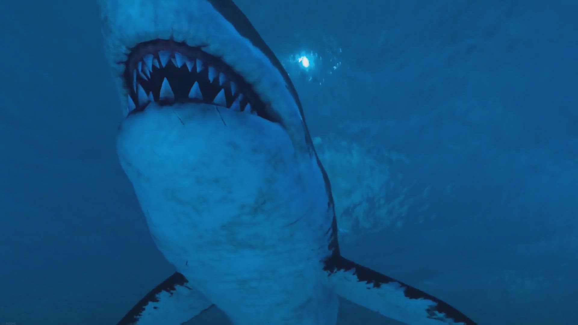 'Video thumbnail for The Largest Great White Shark Ever Recorded: Unveiling the Ocean's Colossal Predator'