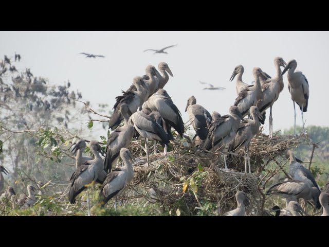 Video thumbnail for OH WOW REAL LIFE BIRD IN FOREST#nature #baby #wildlife