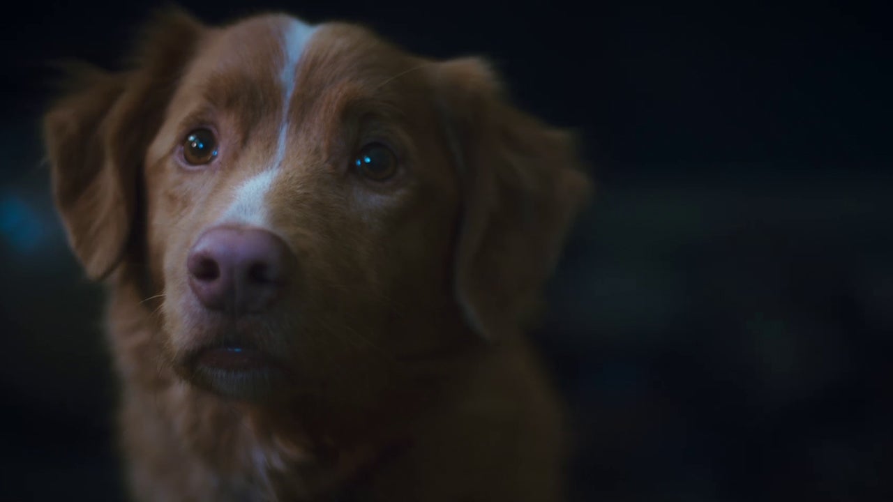 Video thumbnail for Good Boy: Exclusive PSA Regarding the Dog's Fate