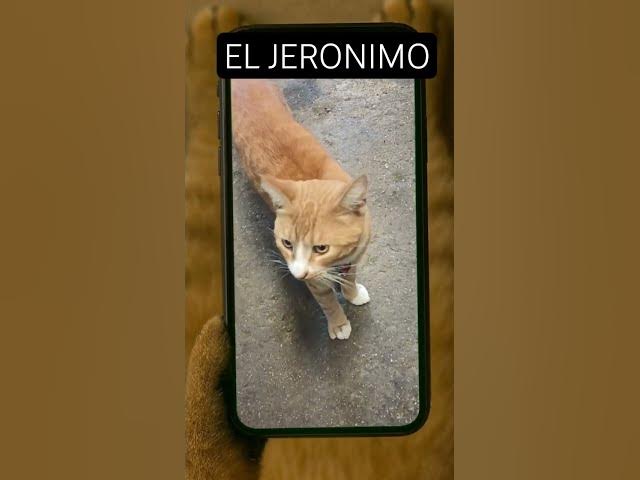 Video thumbnail for #cat #gatosdomésticos #jeronimo