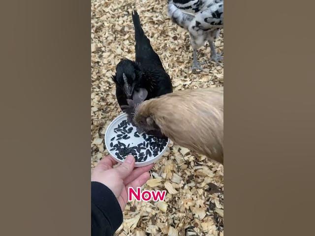 Video thumbnail for It’s just fun watching them lol #Chickens #Rooster #RaisingChickens #ChickenFarming #ChickenFarmers
