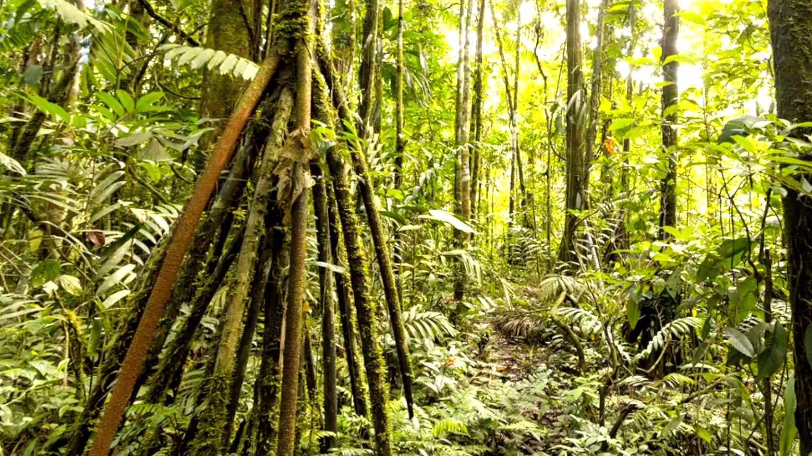 Video thumbnail for Walking Palm Trees: Do They Really Walk Across the Jungle?