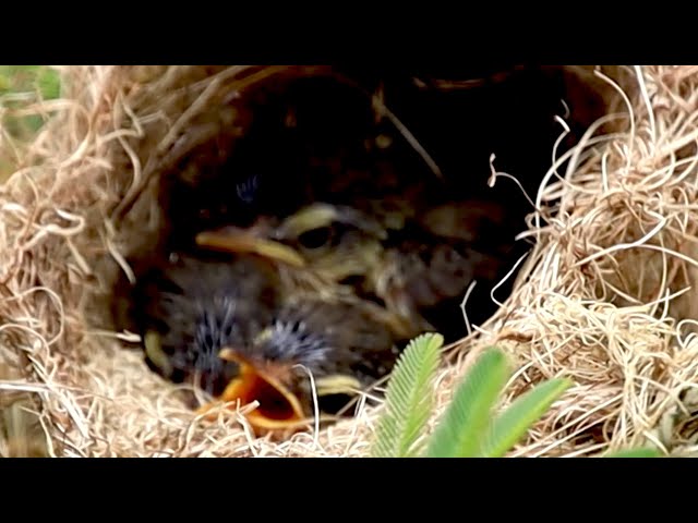 Video thumbnail for You won't belive this baby's cuckoo sparrow eat food