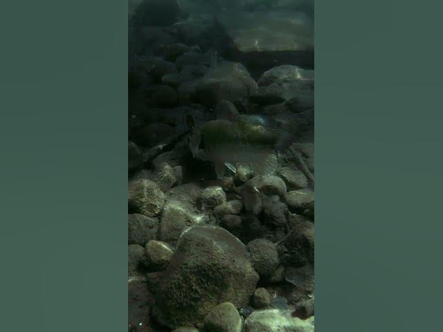 Video thumbnail for Coming in HOT! Largemouth smokes @ZManFishingProducts Jackhammer! 😳🔥