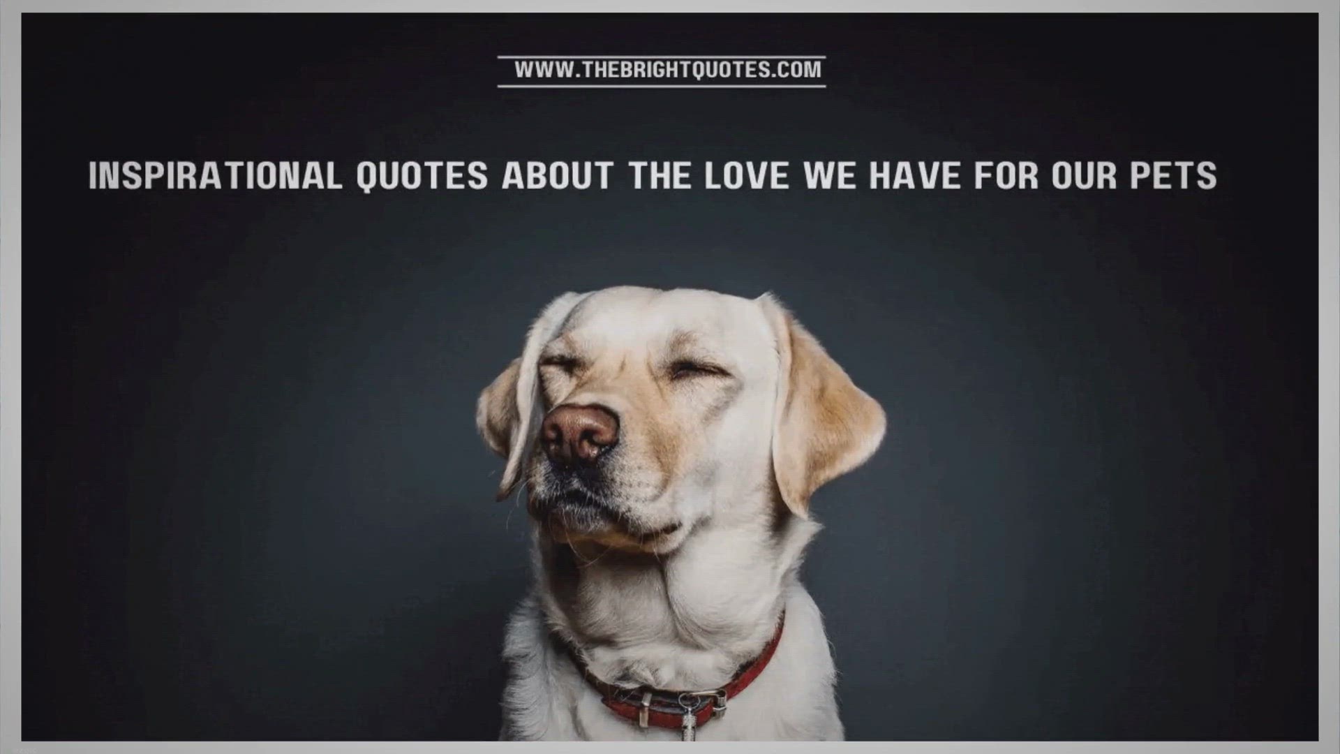 Video thumbnail for 25 Inspirational Quotes About the Love We Have for Our Pets