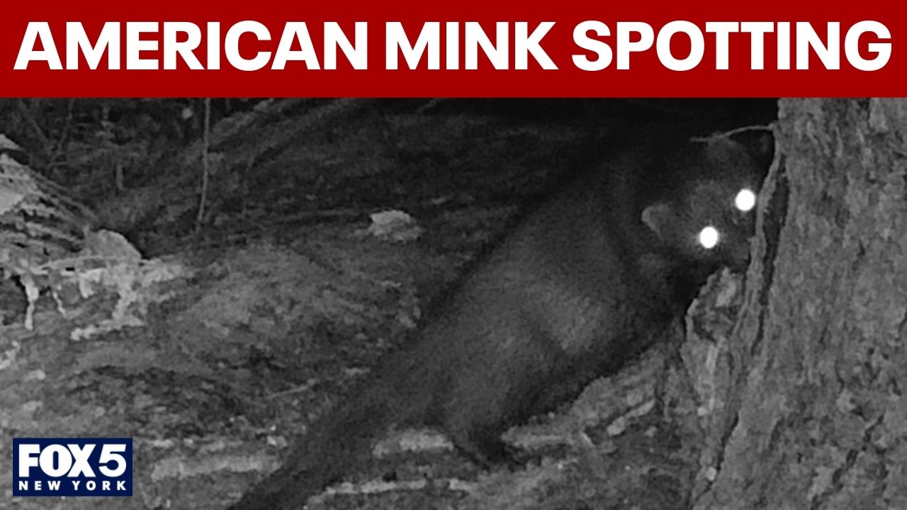 Video thumbnail for American mink spotted on Long Island for first time in decades