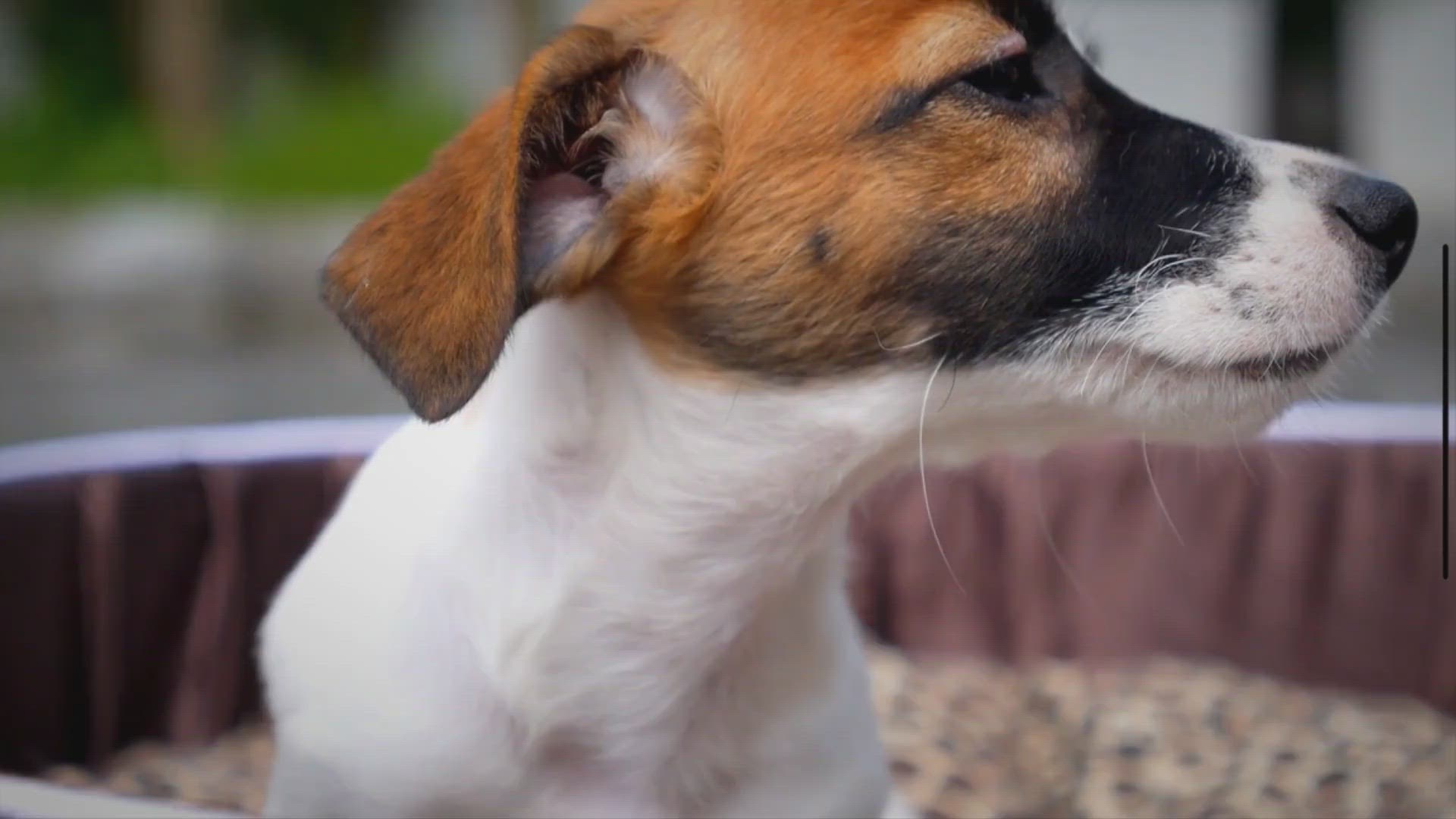 Video thumbnail for How Big Do Jack Russell Terriers Get? Average Size Of JRTs