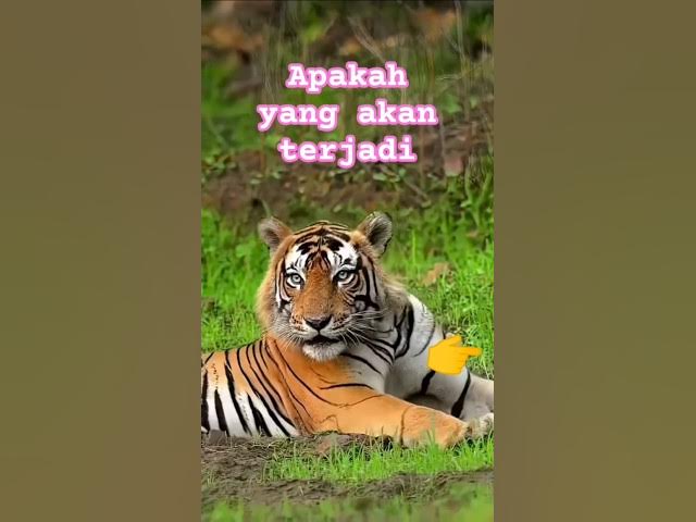 Video thumbnail for Rusa dan Harimau