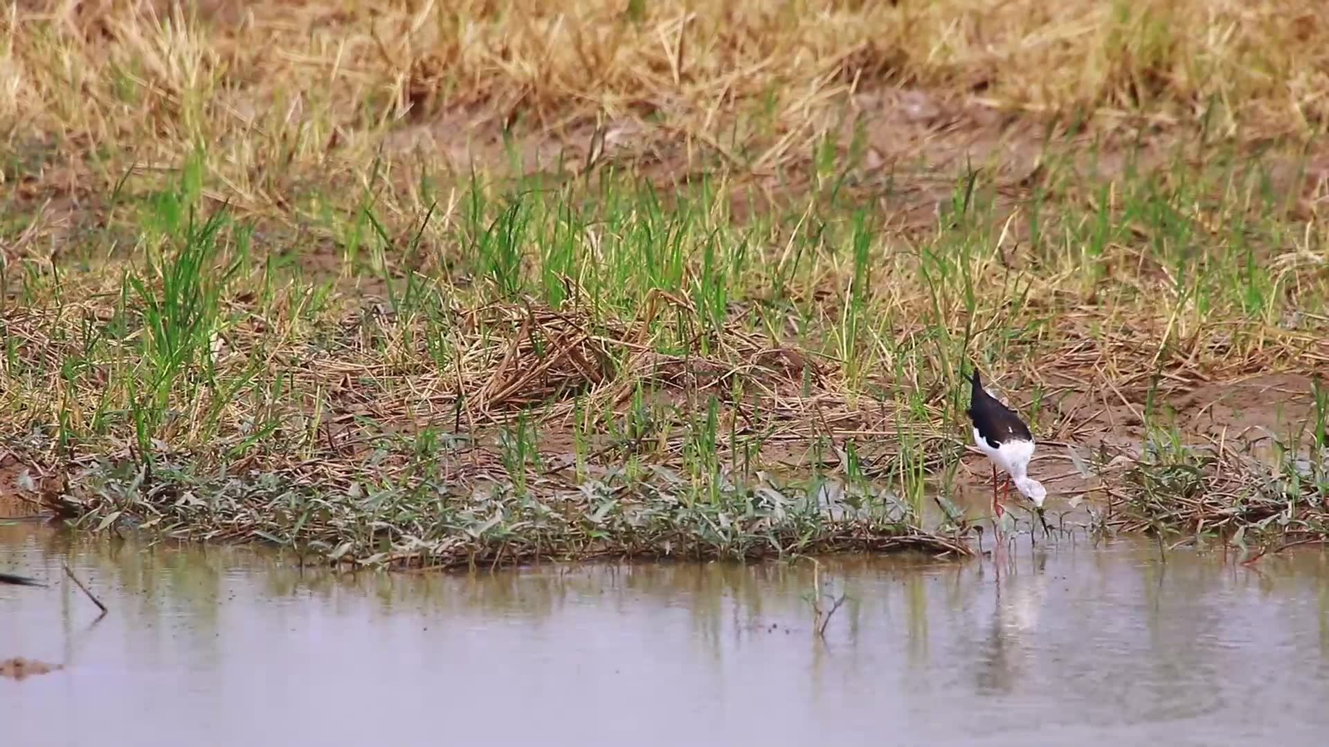 Video thumbnail for Wild bird catch fish eat here, bird stay to catch eat