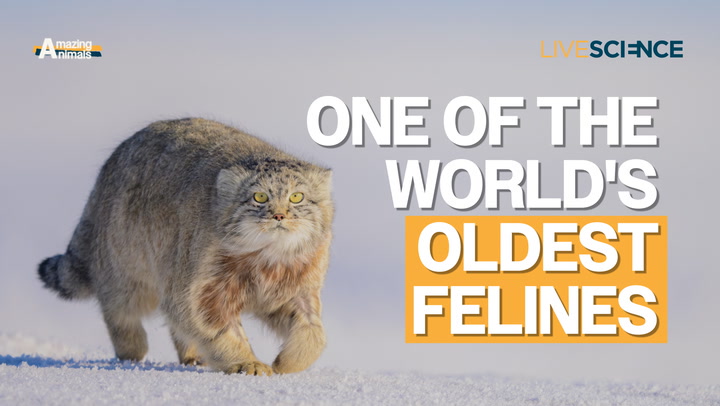 Video thumbnail for Pallas's cat: One of the world's oldest felines | Amazing Animals