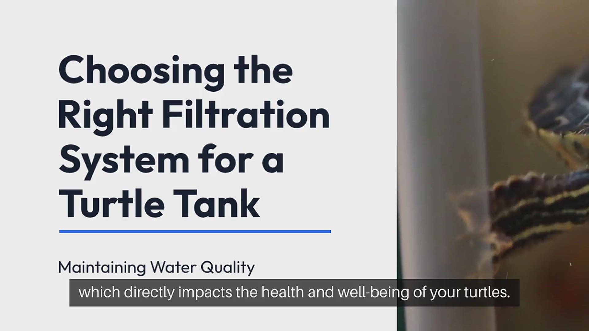 Video thumbnail for Turtle Tank Filtration Systems