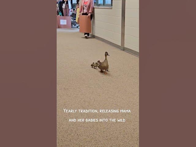 Video thumbnail for #beautiful #ducklings #coming# in# the #school #with babies# walking 🦆🦆🦆🦆🦆🦆🦆🦆🦆🦆🦆🦆🦆🦆🦆🦆🦆🦆🦆🦆🦆🦆🦆🦆🦆🦆🦆🦆🦆