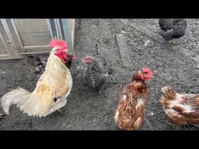 Video thumbnail for Do I need windows in the coop?