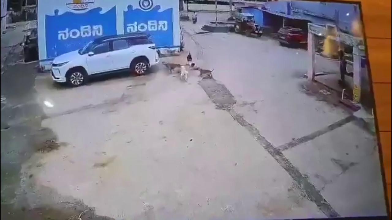 Video thumbnail for India: Six-year-old boy attacked by stray dogs, dragged along road during frightening assault.