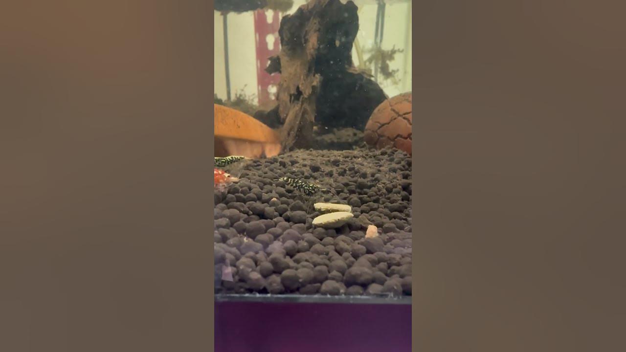 Video thumbnail for Caridina shrimp are so pretty. Why do they have to be so sensitive?