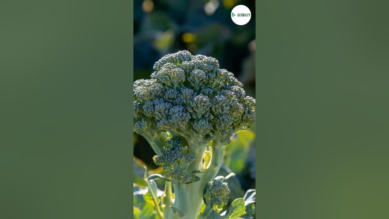 Video thumbnail for Companion Plants for Leeks π #farming #herbgarden #shorts