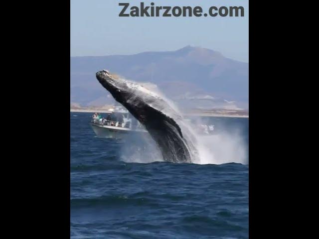 Video thumbnail for awesome creation of god. 🇧🇩🇧🇩   অসাধারণ ভিডিও পেতে আমাদের Channel  কে সাবস্ক্রাইব করুন