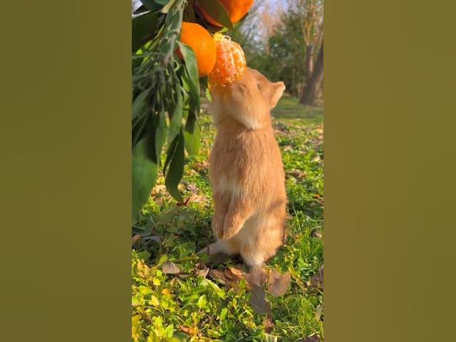 Video thumbnail for Rabbit eating orange #fruts   #eating #healthy  #rabbit #Rabbit eating #healthylifestyle