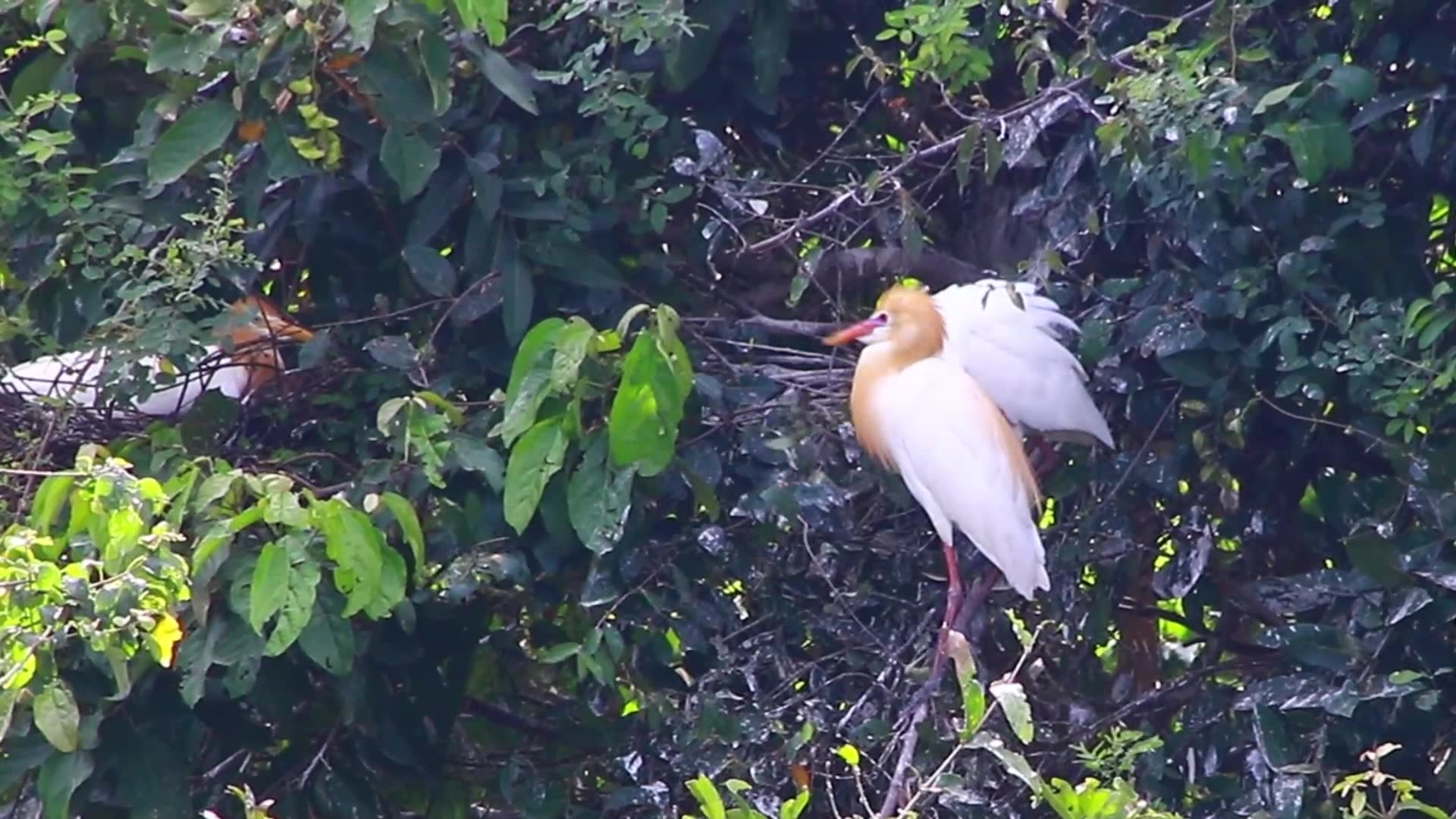 Video thumbnail for Cute of bird in love on nest