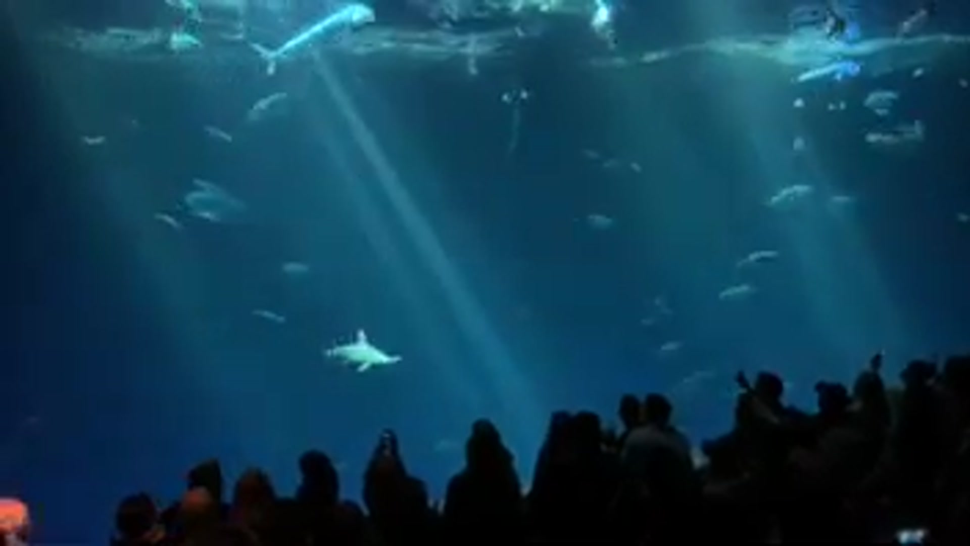 Video thumbnail for Nor Cal Fish Reports